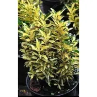 GRDplanten Euonymus jap. 'Aureus' ('aureopictus') - Japanse Kardinaalshoed, Kardinaalsmuts , 60- 80 cm in pot