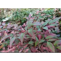 GRDplanten Nandina dom. 'Obsessed' - Hemelse Bamboe 40- 50 cm in pot
