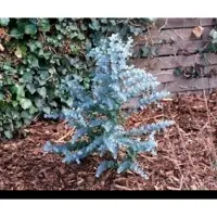 GRDplanten 1 x Eucalyptus gunnii 'Azurra' - Cidergomboom , Koortsboom 60- 80 cm in pot