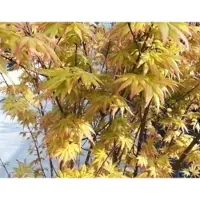 GRDplanten Acer palm. 'Orange Dream' - Japanse Esdoorn 'Orange Dream' 50- 60 cm in pot