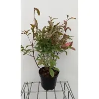 GRDplanten Azalea mollis (roze) - Tuinazalea 40 - 50 cm in pot