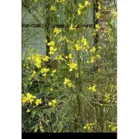GRDplanten Spartium junceum - Bezemstruik, Portugese Brem, Spaanse Brem 40- 60 cm in pot