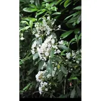 GRDplanten Kalmia latifolia - Berglaurier, Breedbladige Lepelstruik 25- 30 cm in pot