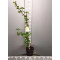 GRDplanten 2 x Spiraea jap. 'Sparkling Champagne' - Spierstruik , Japanse Spirea 25- 30 cm in pot