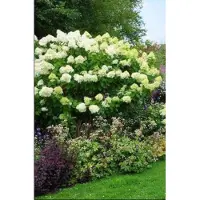 GRDplanten Hydrangea pan. 'Limelight' - Pluimhortensia 60- 80 cm in pot