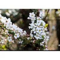 GRDplanten Spiraea thunb. 'Fujino Pink' - Spierstruik 40- 60 cm in pot