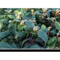 GRDplanten Viburnum davidii - Sneeuwbal 40- 50 cm in pot