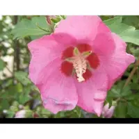 GRDplanten Hibiscus syr. 'Woodbridge' - Tuinhibiscus, Altheastruik , Heemstroos 40- 60 cm in pot