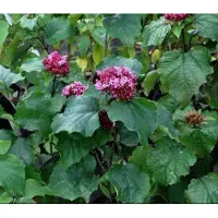 GRDplanten Clerodendrum bungei - Kansenboom, Pindakaasstruik (Omwille Van De Bladgeur) 60- 80 cm in pot