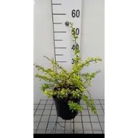 GRDplanten 2 x Berberis thunb. 'Aurea' - Japanse Zuurbes 15- 20 cm in pot