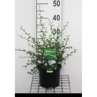 GRDplanten 2 x Ceanothus thyrs. 'Millerton Point' - Amerikaanse Sering, Sikkelbloem 25- 30 cm in pot