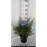 GRDplanten Ceanothus hybr. 'Julia Phelps' - Amerikaanse Sering , Sikkelbloem 40- 50 cm in pot