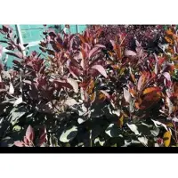 GRDplanten Cotinus dummeri 'Grace' - Pruikenboom 60- 80 cm in pot