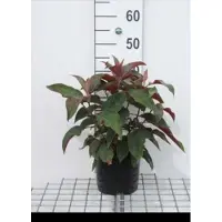 GRDplanten Hydrangea aspera 'Hot Chocolate' - Hortensia 25- 30 cm in pot