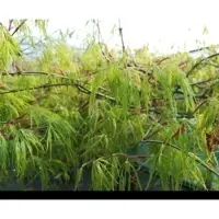 GRDplanten 2 x Acer palm. 'Dissectum' - Japanse Esdoorn 60- 80 cm in pot