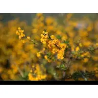 GRDplanten Berberis stenophylla - Zuurbes 40- 50 cm in pot
