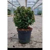 GRDplanten Ilex meserveae 'Little Rascal' - Japanse hulst 20- 25 cm in pot