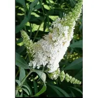 GRDplanten Buddleja dav. 'White Profusion' - Vlinderstruik 60- 80 cm in pot