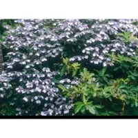 GRDplanten Hydrangea macr. 'Mariesii Perfecta' ( 'bl wave') - Lacecap Hortensia, Teller Hortensia, 25- 30 cm in pot