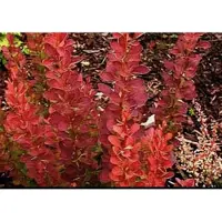 GRDplanten Berberis thunb. 'Red Rocket' - Japanse Zuurbes , Rode Japanse Zuurbes 25- 30 cm in pot