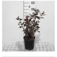 GRDplanten 2 x Physocarpus opulif. 'Little Joker' - Blaasspirea 30- 40 cm in pot