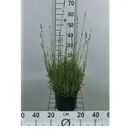 GRDplanten 2 x Lavandula int. 'Alba' - Lavendel In pot 2 liter