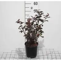 GRDplanten 2 x Physocarpus opulif. 'Diabolo' - Blaasspirea, Sneeuwbalspirea 30- 40 cm in pot