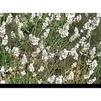 GRDplanten 2 x Lavandula int. 'Edelweiss' - Lavandin, Lavendel In pot 2 liter