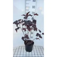 GRDplanten 2 x Physocarpus opulif. 'Midnight' - Blaasspirea 40- 60 cm in pot