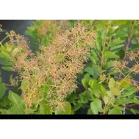 GRDplanten 2 x Cotinus cogg. 'Young Lady' - Pruikenboom 40- 60 cm in pot