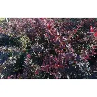 GRDplanten Berberis thunb. 'Atropurpurea' - Japanse Zuurbes , Rode Japanse Zuurbes 50- 60 cm in pot