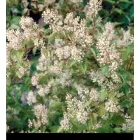 GRDplanten 2 x Stephanandra tanakae - Grote Kransspirea 30- 40 cm in pot