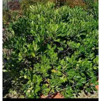 GRDplanten Pittosporum tobira - Australische Laurier 30- 40 cm in pot