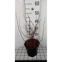 GRDplanten 2 x Spiraea betulifolia - Spierstruik , Sneeuwspirea 30- 40 cm in pot