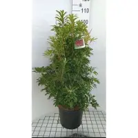 GRDplanten Pieris jap. 'Mountain Fire' - Rotsheide 'Mountain Fire' , Lavendelheide 50- 60 cm in pot