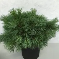 GRDplanten Pinus strobus 'Blue Shag' - Den | 40-50 cm pot