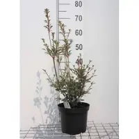 GRDplanten Enkianthus campanulatus - Pronkklokje , Japanse Klokjesstruik 40- 50 cm in pot