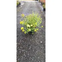 GRDplanten Hypericum hybr. 'Hidcote' - Herfsthooi, Sint Janskruid 30- 40 cm in pot