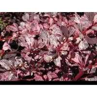 GRDplanten 2 x Berberis thunb. 'Harlequin' - Japanse Zuurbes , Rode Japanse Zuurbes 30- 40 cm in pot