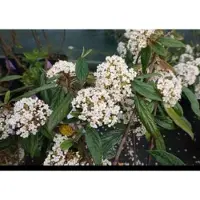 GRDplanten Viburnum 'Pragense' - Sneeuwbal 60- 80 cm in pot