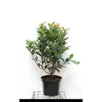 GRDplanten 2 x Photinia serr. 'Crunchy' - Glansmispel 60- 80 cm in pot