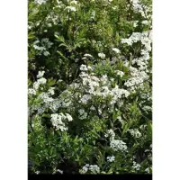 GRDplanten Spiraea cinerea 'Grefsheim' - Struikspirea 60- 80 cm in pot