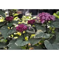GRDplanten Clerodendrum bungei 'Pink Diamond' - Kransenboom 40- 50 cm in pot