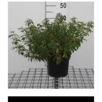 GRDplanten Cistus corbariensis ( hybridus) - Cistusroos Of Rotsroos 20- 25 cm in pot
