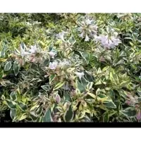GRDplanten Abelia grand. 'Hopleys' - Abelia Grandiflora 'Hopleys' 25- 30 cm in pot