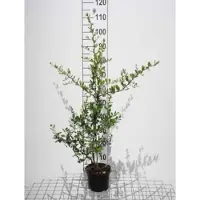 GRDplanten Pyracantha cocc. 'Red Column' - Vuurdoorn 60-80 cm | pot