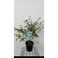 GRDplanten Buddleja dav. 'Border Beauty' - Vlinderstruik 60- 80 cm in pot