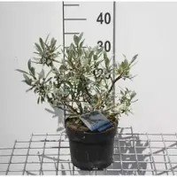GRDplanten Salix helvetica - Zwitserse Bolwilg, Zwitserse Dwergwilg 25- 30 cm in pot
