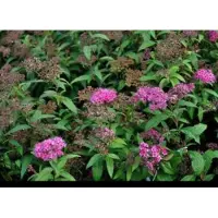 GRDplanten Spiraea jap. 'Anthony Waterer' - Spierstruik, Japanse Spirea 20- 25 cm in pot
