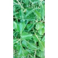 GRDplanten Hedera helix 'Arborescens' - Struikklimop 50- 60 cm in pot